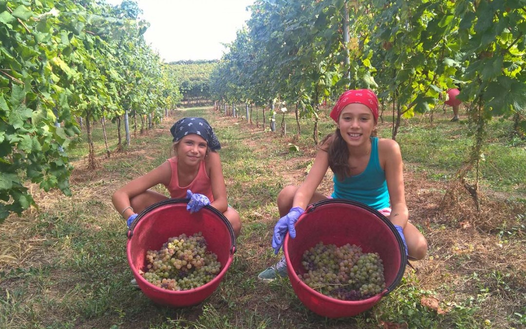 Vendemmia in famiglia